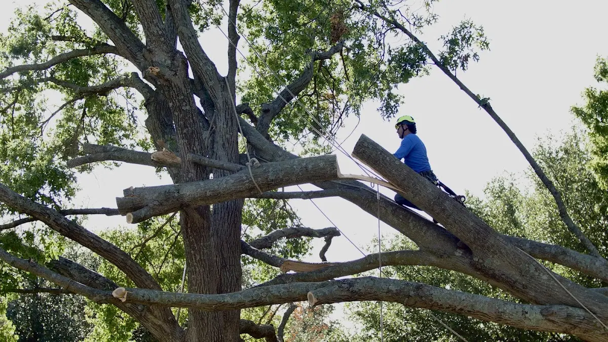 Professional Crown Thinning performed by certified arborists in New Canaan