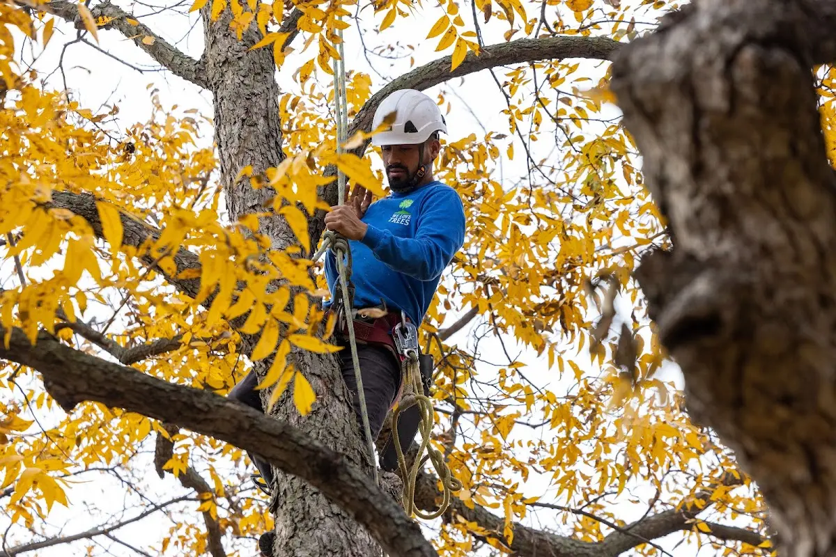 Skilled Tree Pruning crew working in New Canaan