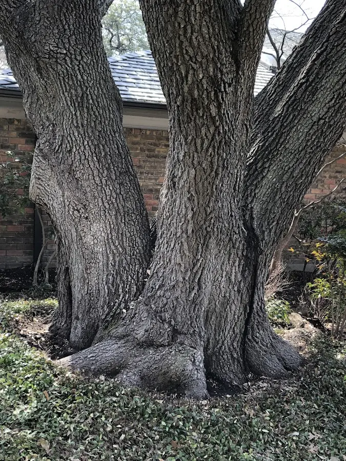 Mature heritage tree close to a New Canaan property cared for by certified arborists